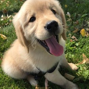 Meet your Posher, Marion